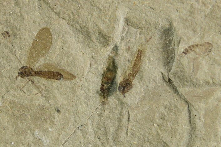 Crane Fly (Tipulidae) Mortality Plate - Green River Formation #356617